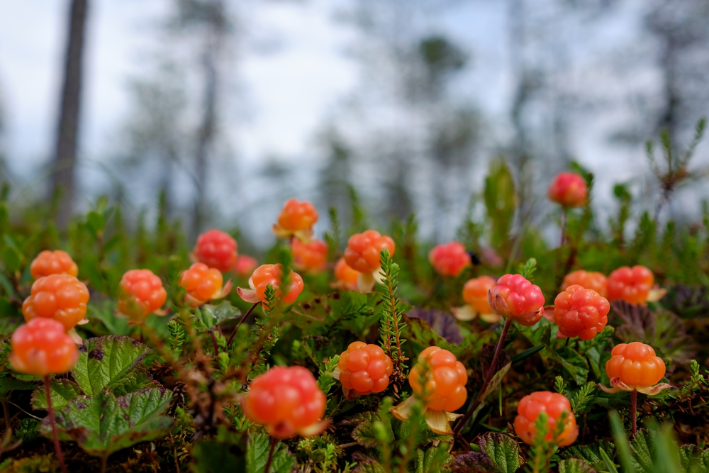 Hjortron i lappland