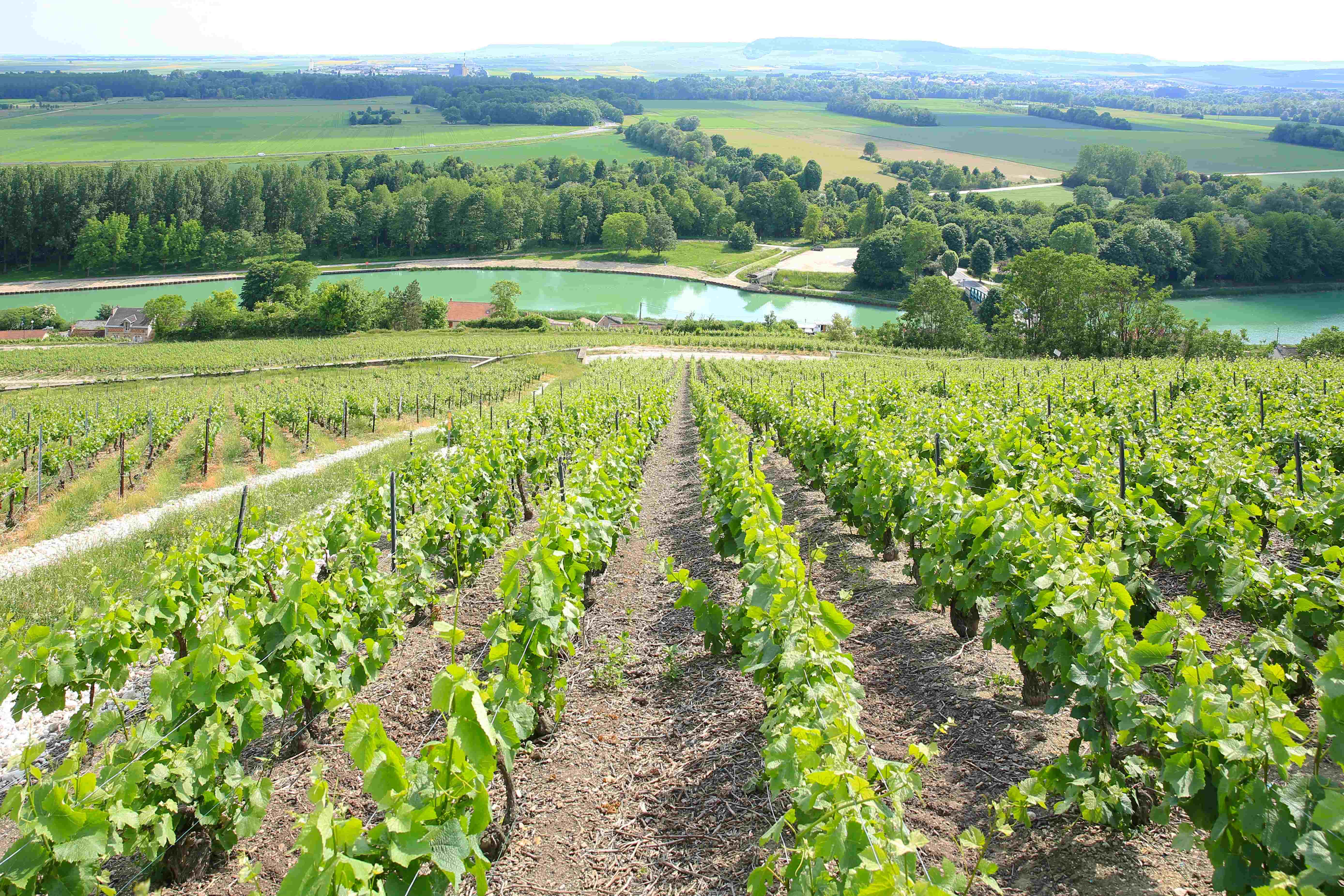 Vinfält Epernay Vinfält Epernay